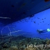 cornetfish_bluespotted_elp_ni_h_0183_egy3062.jpg